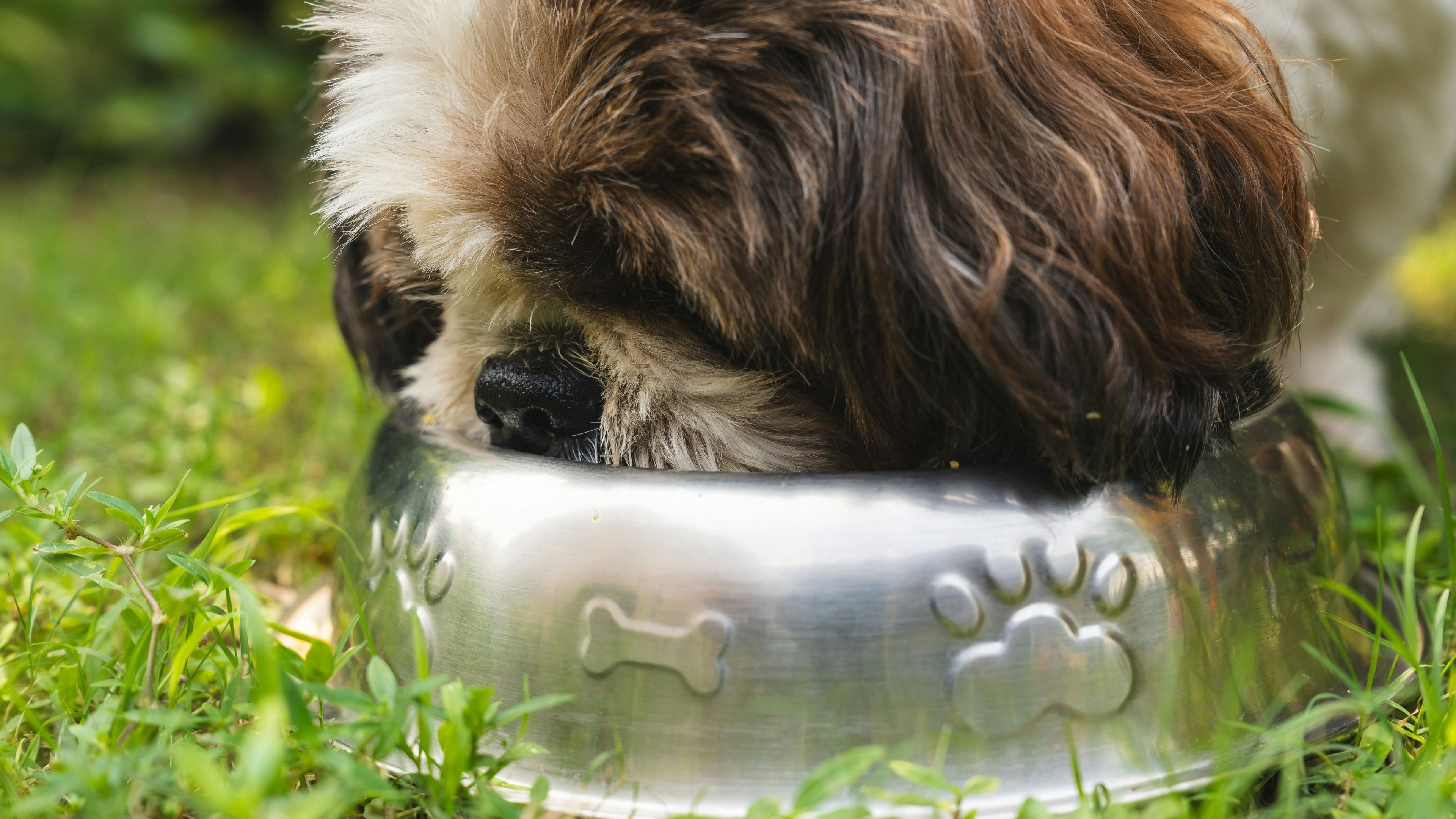 Voeding die je hond helpt bij terugkerende vlooien en teken