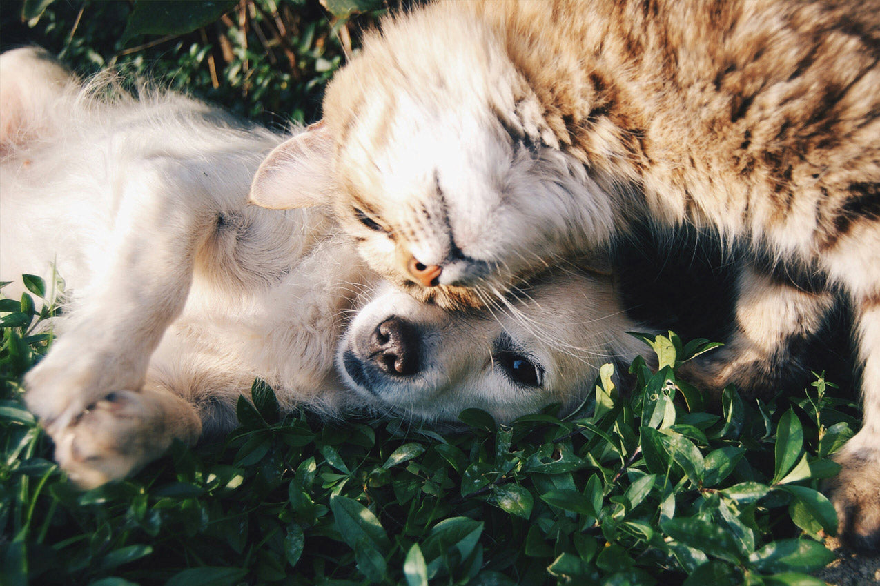 De verschillende hondenvachten en hun verzorging — wat past bij jouw hond?